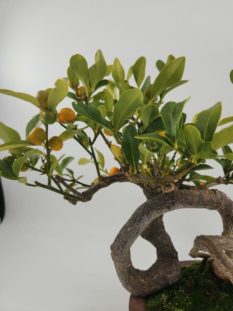 小品 懸崖 金豆盆栽 五葉松盆栽 真柏盆栽 懸崖 真柏 黒松 赤松 五葉松