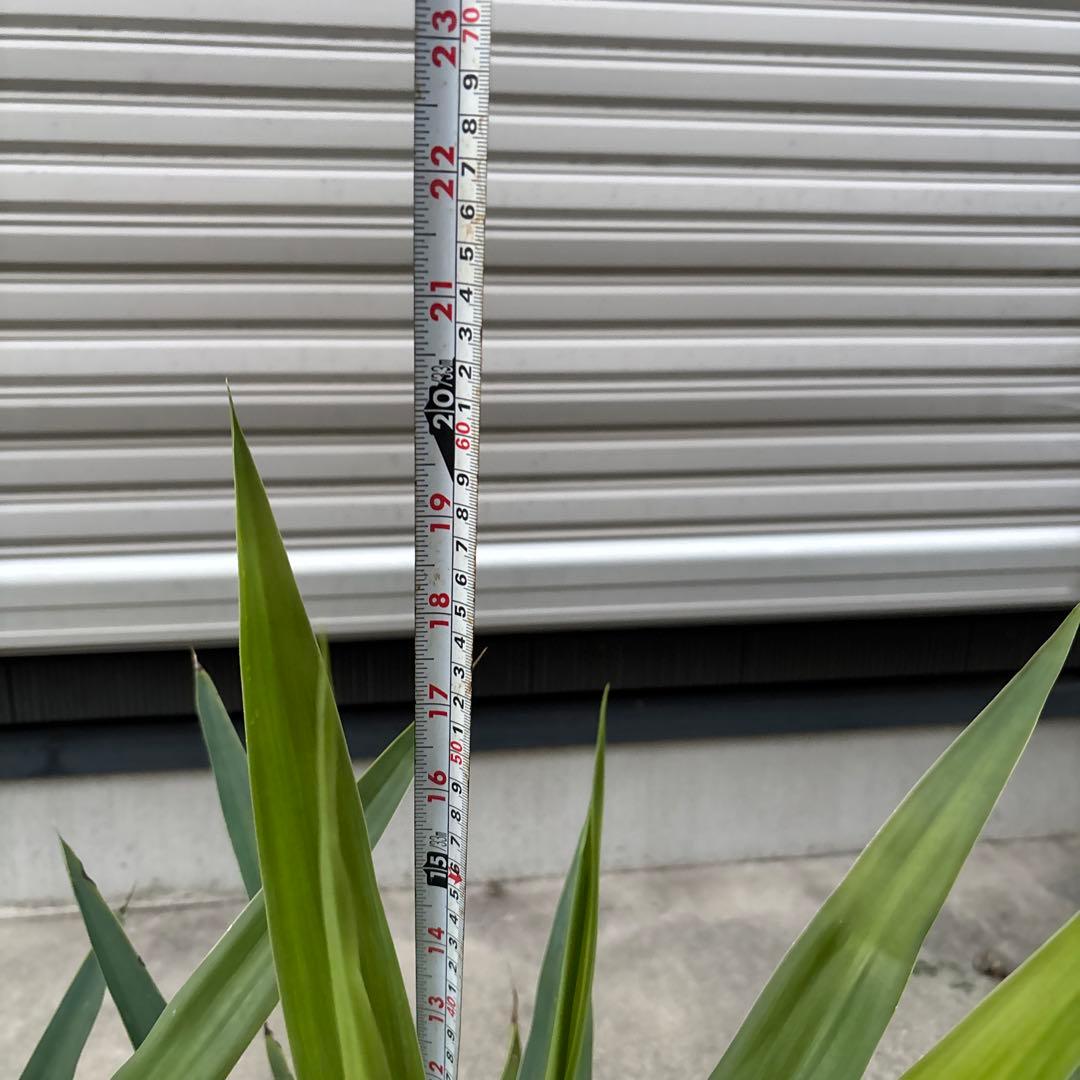 （引き取り限定）ユッカエレファンティペス4本セット