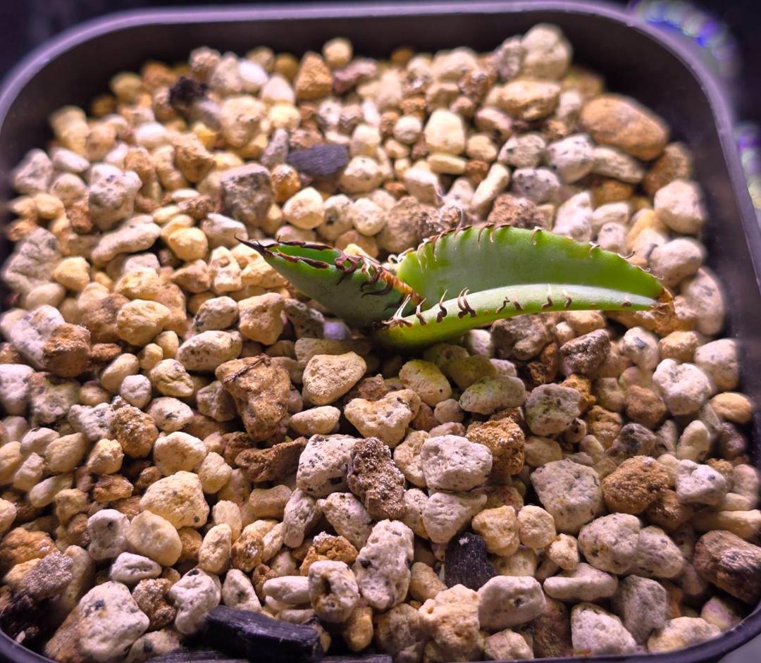 HIDDEN AGAVEジェレミー Creep　発根済タグ付き