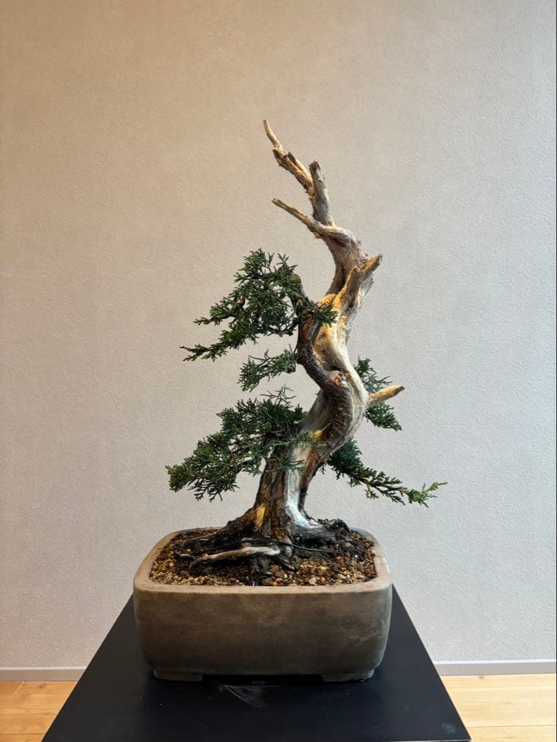真柏　盆栽　神舎利　樹齢約45年