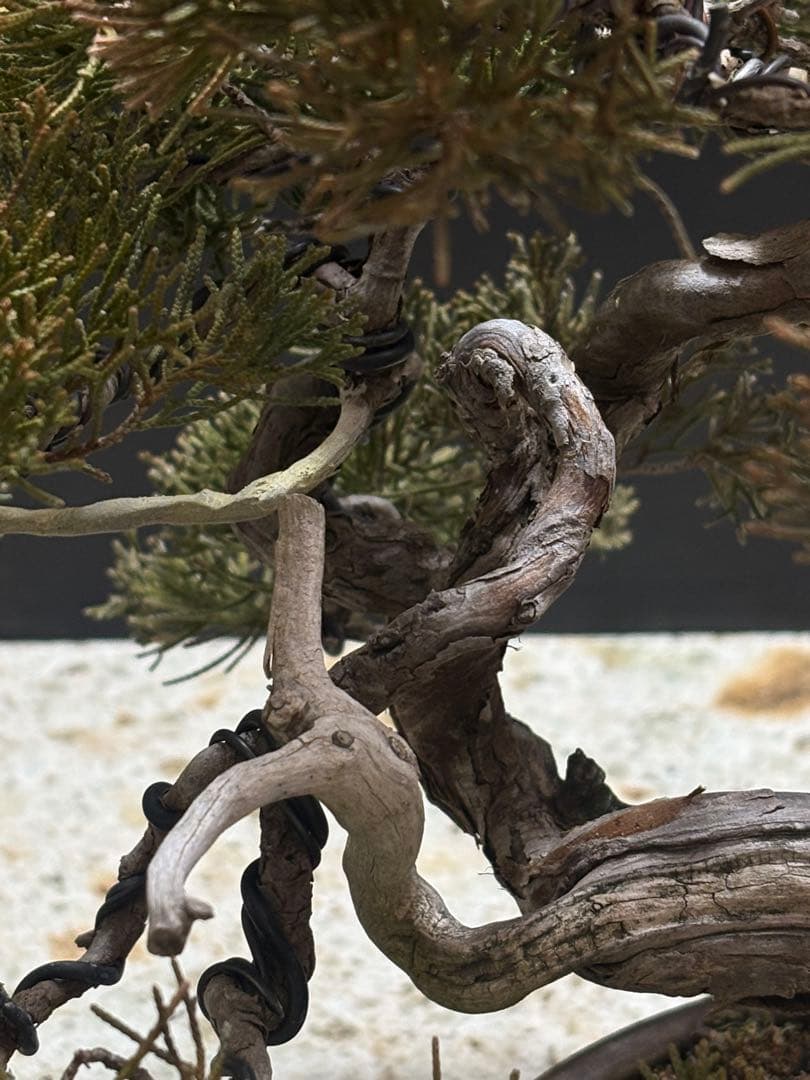 [盆栽]真柏貴風/其ノ三