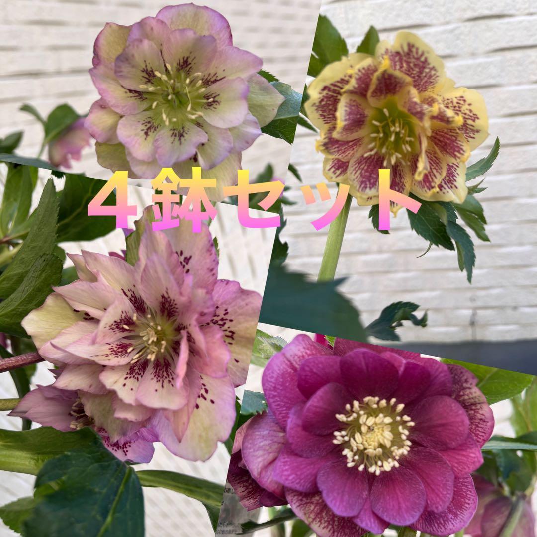 クリスマスローズ　八重　ダブル　５号　４鉢セット　現物　2月１日撮影　Ｃ