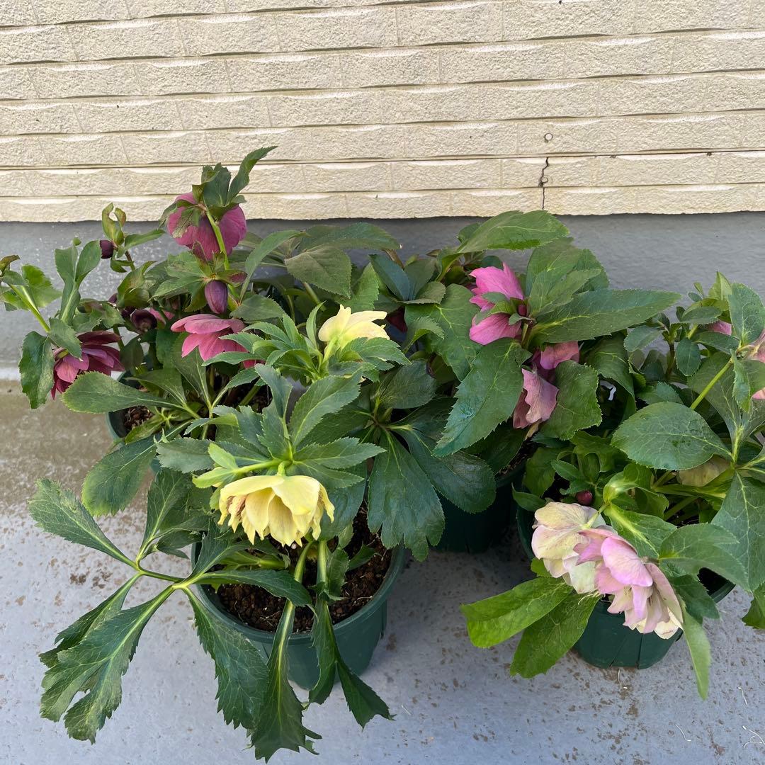 売り尽くしまとめ特価　クリスマスローズ　八重　ダブル　５号　４鉢セット　現物Ｃ