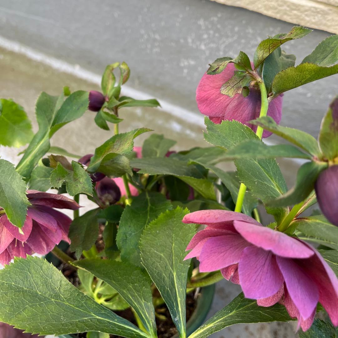 売り尽くしまとめ特価　クリスマスローズ　八重　ダブル　５号　４鉢セット　現物Ｃ