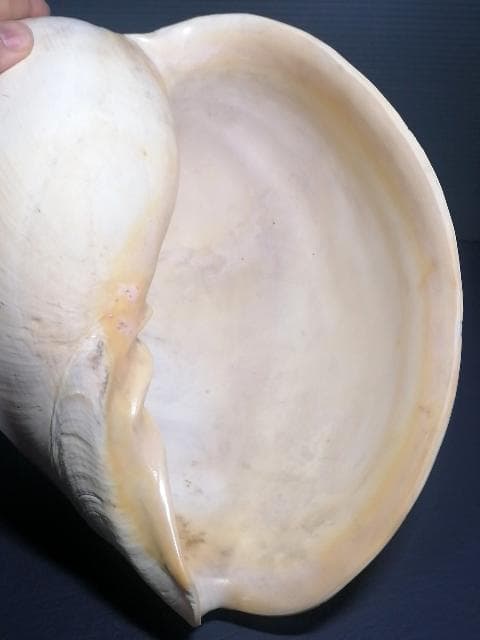 巨大 ヤシ貝 巻貝 天然物 30×22×15cm 1480ｇ 自然標本 オブジェ