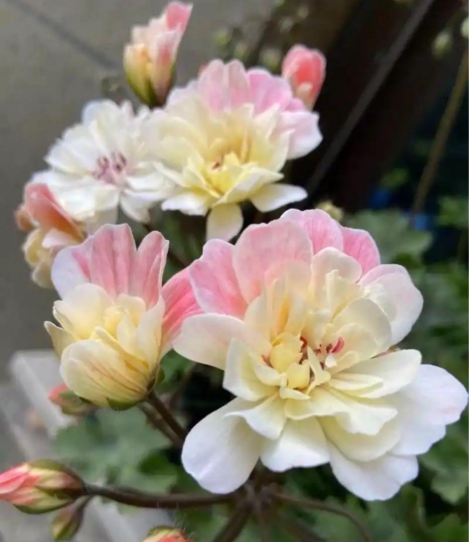 珍しいゼラニウム苗