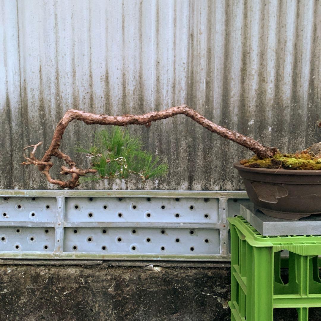 信州産　赤松　山木　山採り　赤幹　古木　長野県産　盆栽