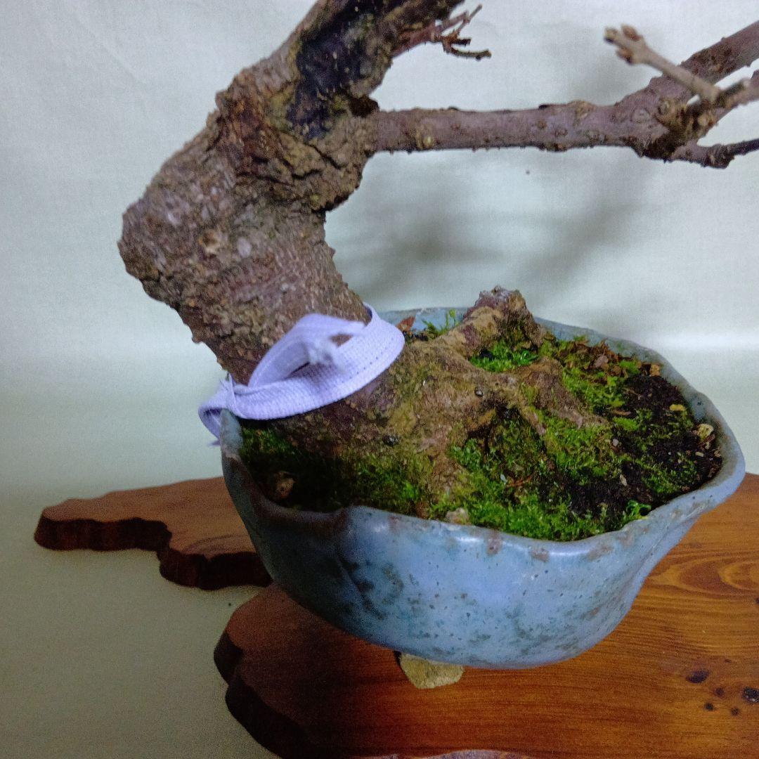 蝋梅小品盆栽花盛り黒松盆栽、五葉松盆栽、真柏盆栽