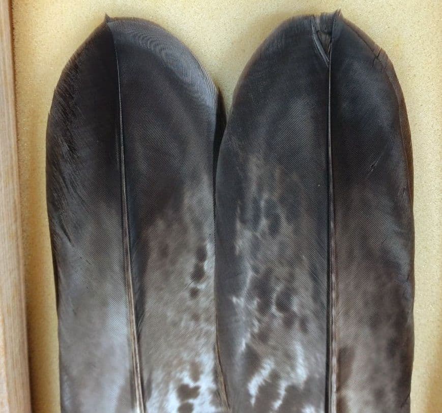 飛来一閑 磯鷲羽箒一双≪裏千家十五代 鵬雲斎 書付≫共箱 出荷当初からの外紙箱