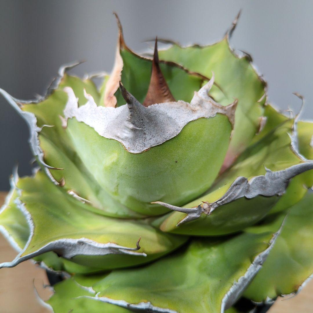 アガベ　黒豹　ダイヤモンド