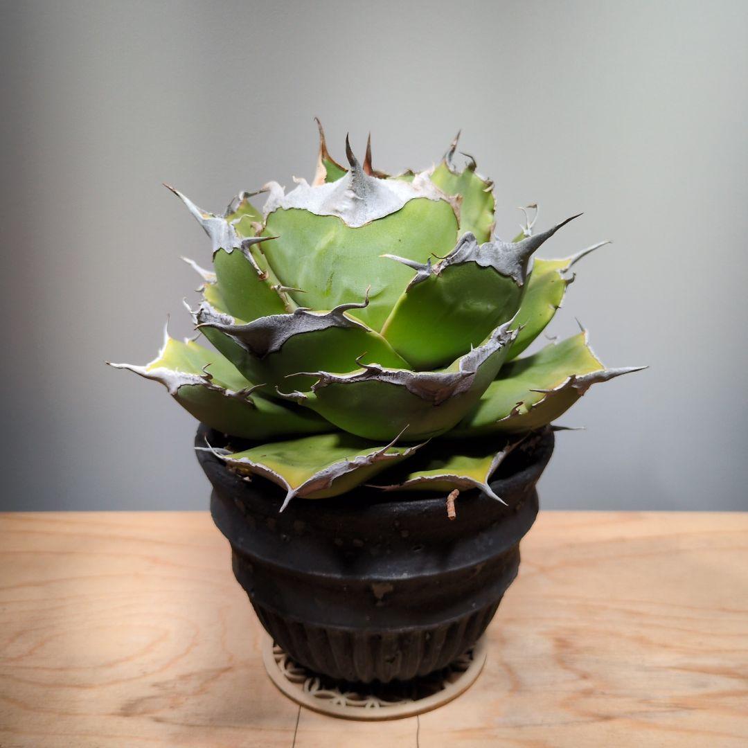 アガベ　黒豹　ダイヤモンド