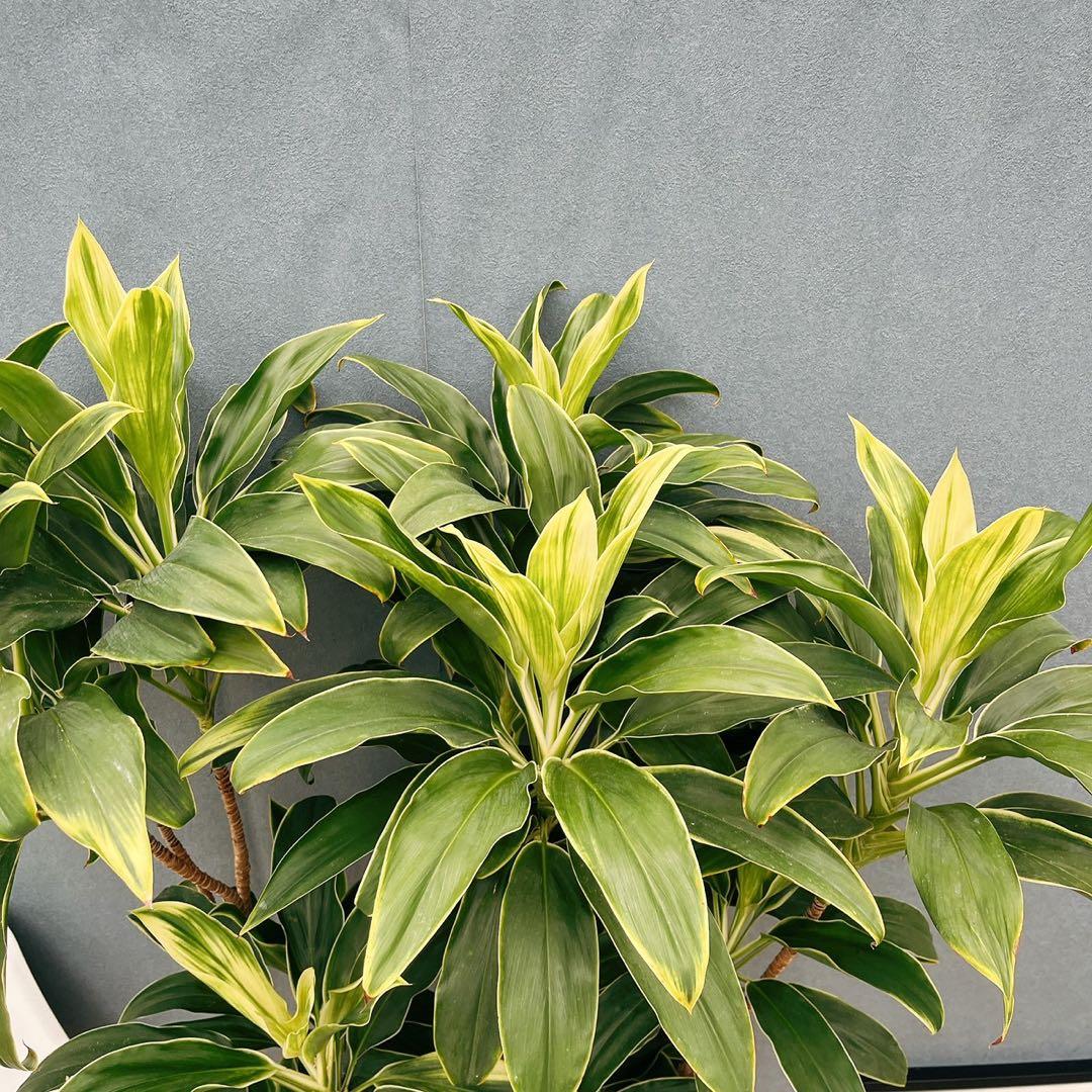［現品］50番　ドラセナ　コルジリネ 白雲　観葉植物　室内　8号　1点限り