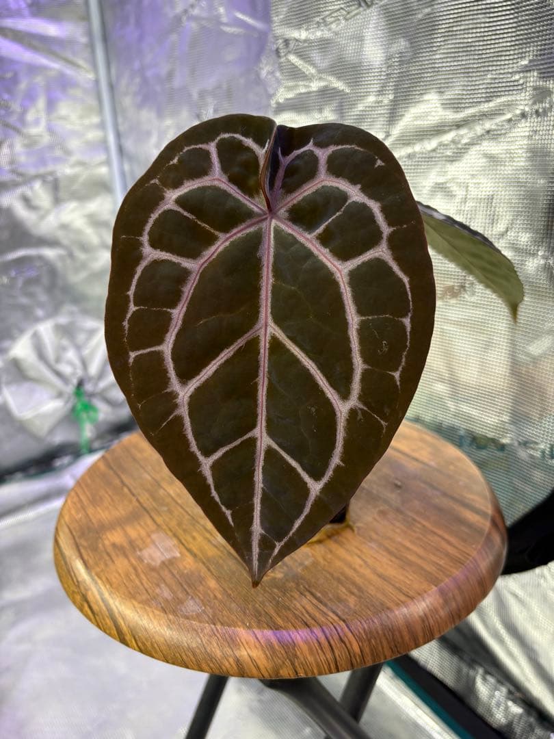 その他観葉植物 Anthurium Michelle by Docblock