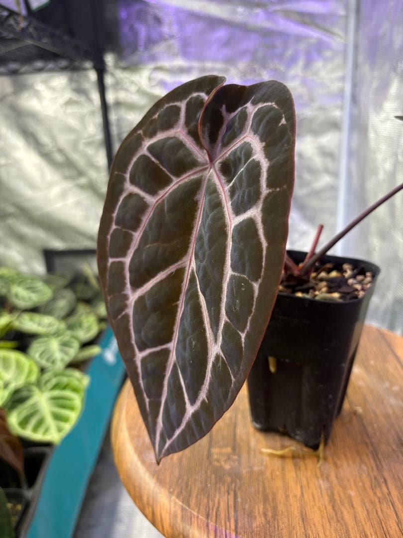 その他観葉植物 Anthurium Michelle by Docblock