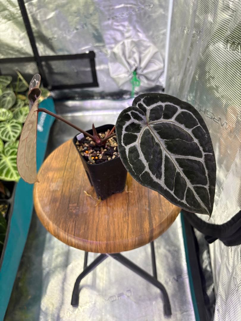 その他観葉植物 Anthurium Michelle by Docblock