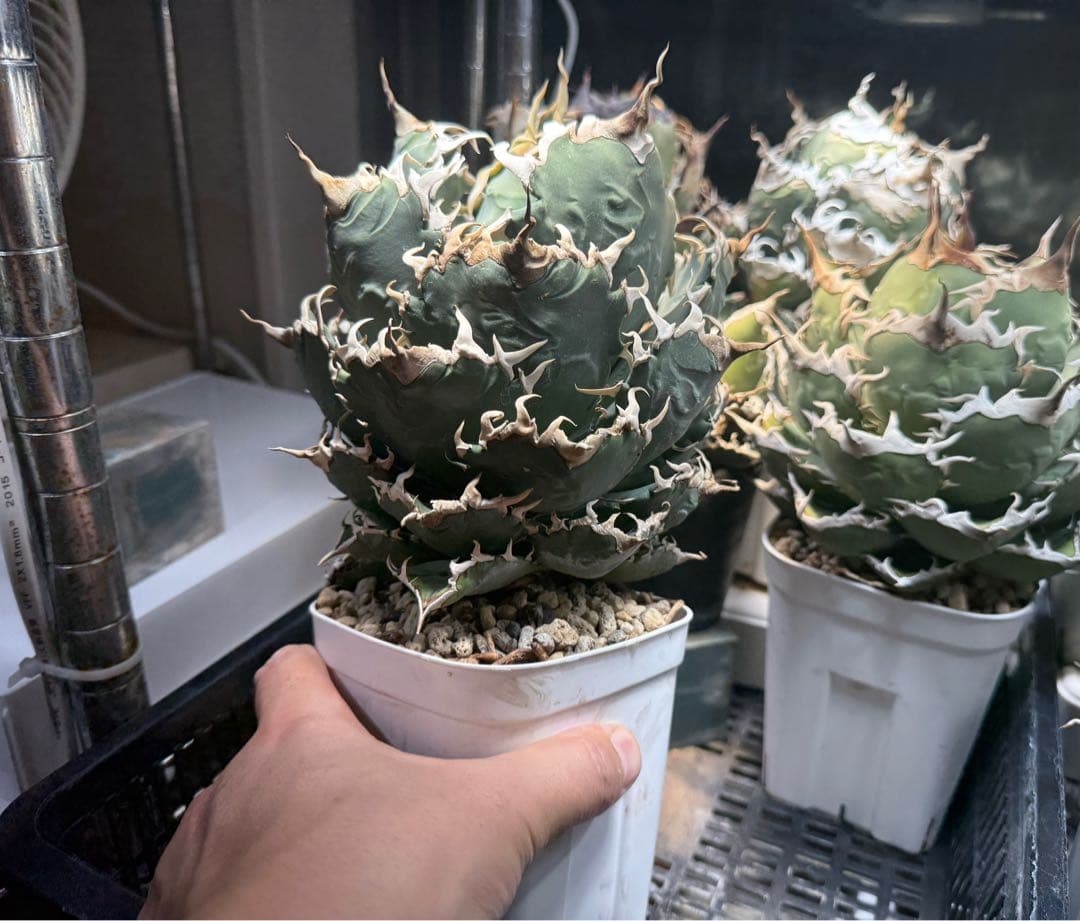 Collection オテロイ 夕映系の選抜株 検）チタノタ悪魔くん 狂雨