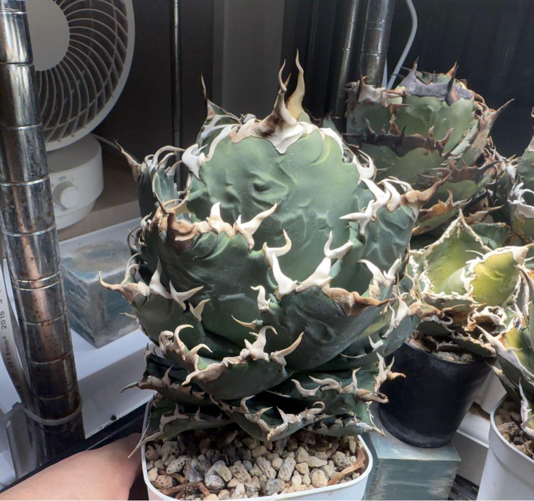 Collection オテロイ 夕映系の選抜株 検）チタノタ悪魔くん 狂雨