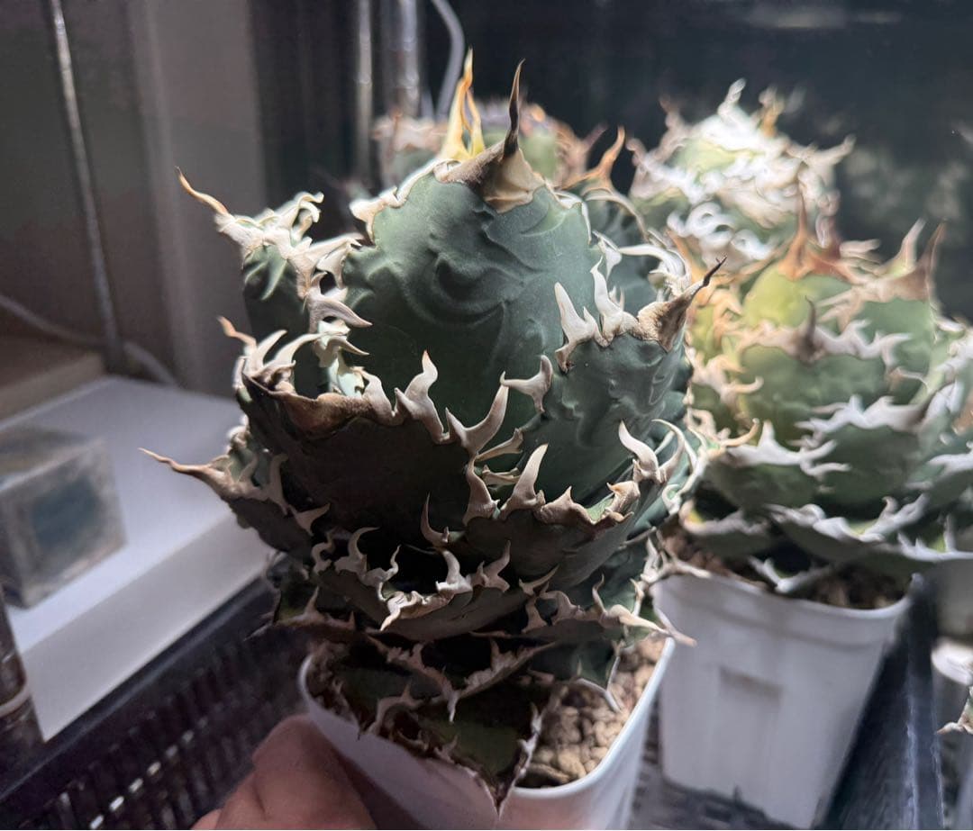 Collection オテロイ 夕映系の選抜株 検）チタノタ悪魔くん 狂雨