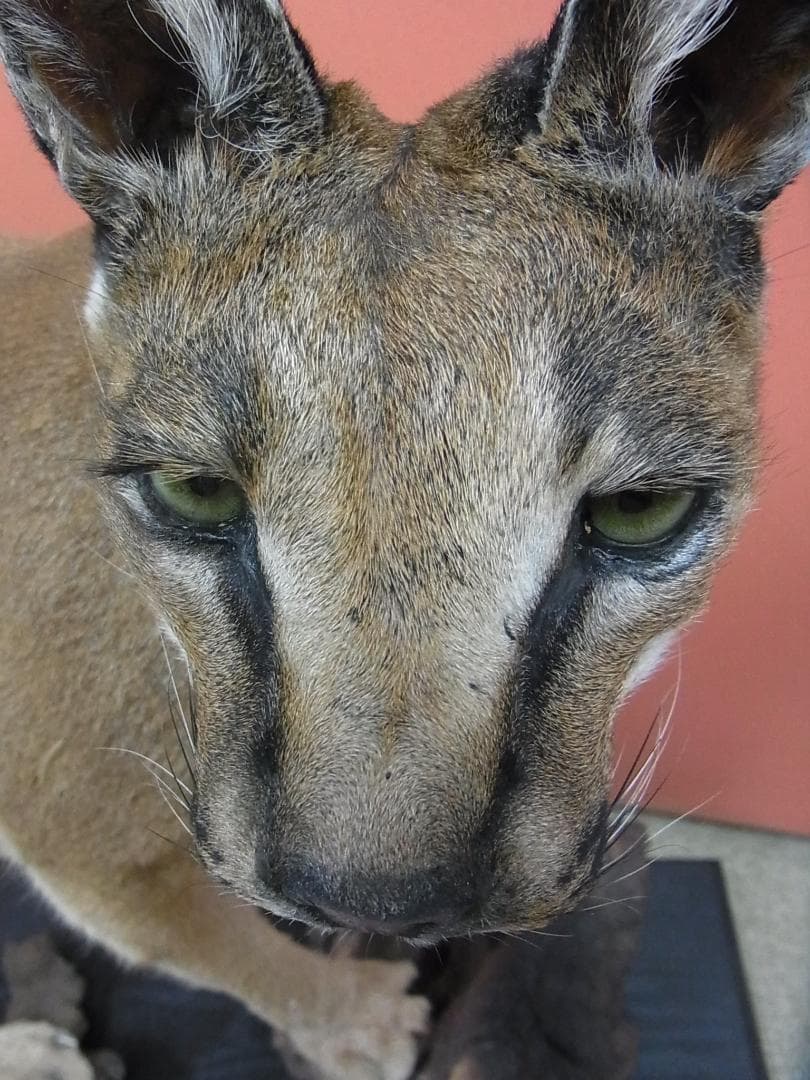 高品質 カラカル（Caracal）の全身剥製 B　※CITES・登録票付