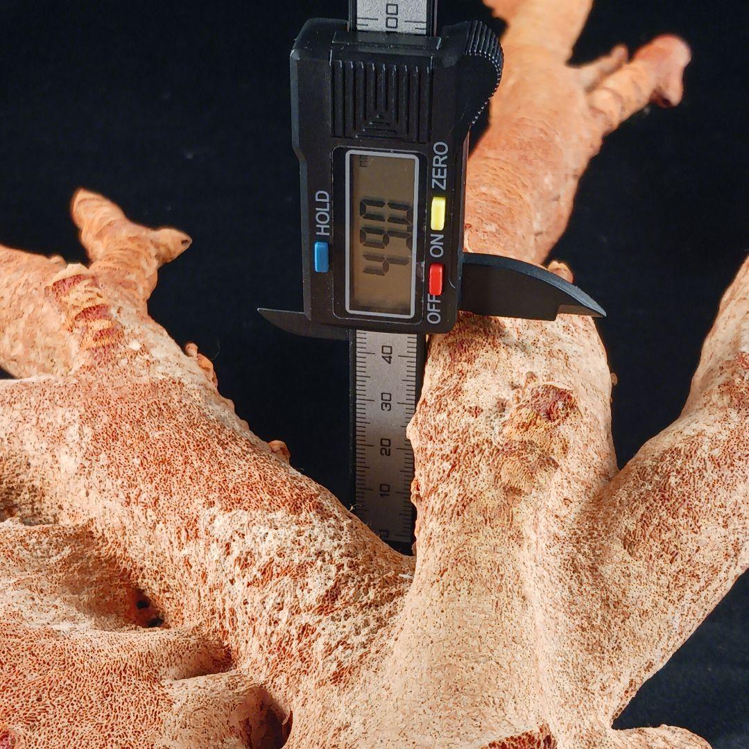 Y2966 特大55㎝ アップル珊瑚 イソバナ珊瑚 原木