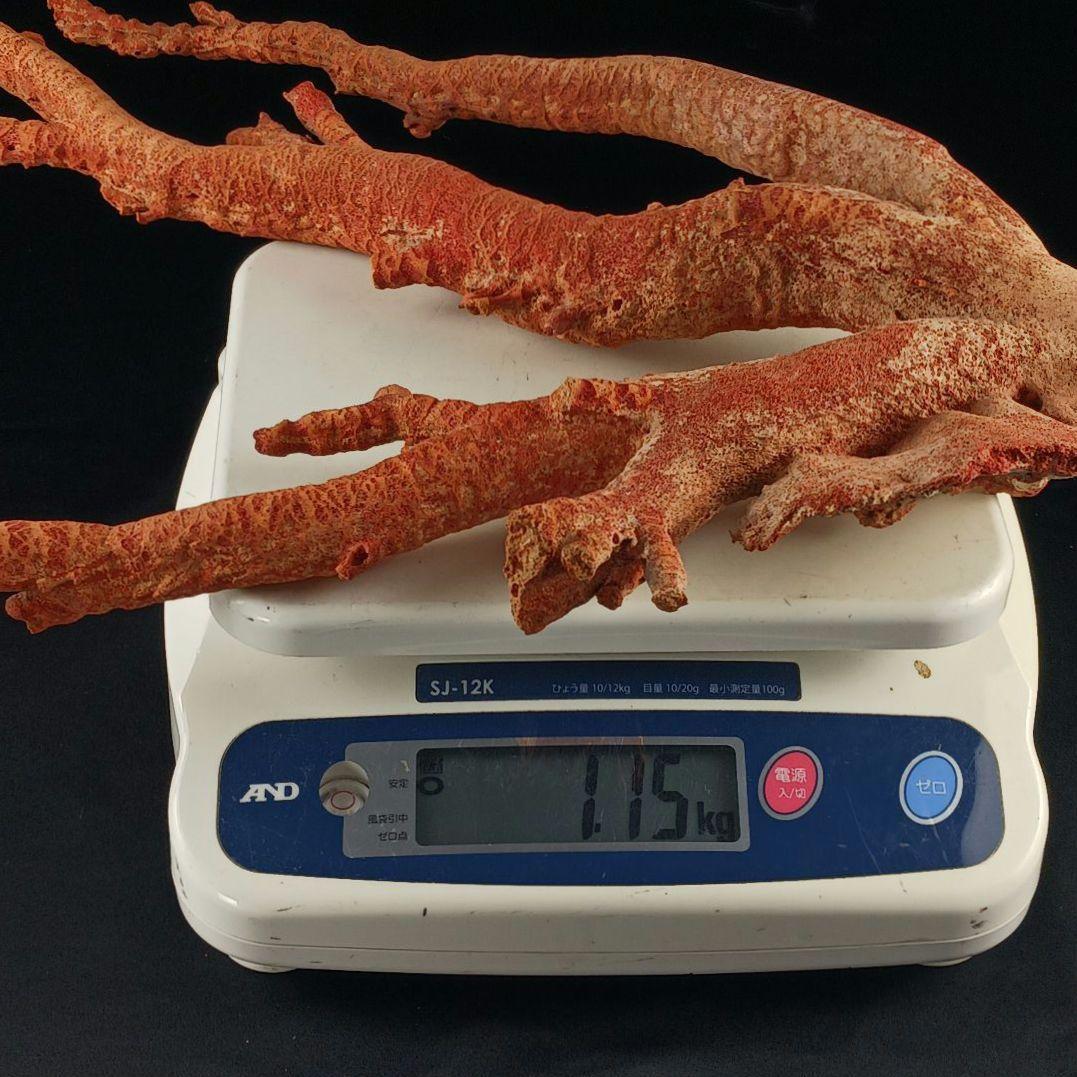 Y2966 特大55㎝ アップル珊瑚 イソバナ珊瑚 原木