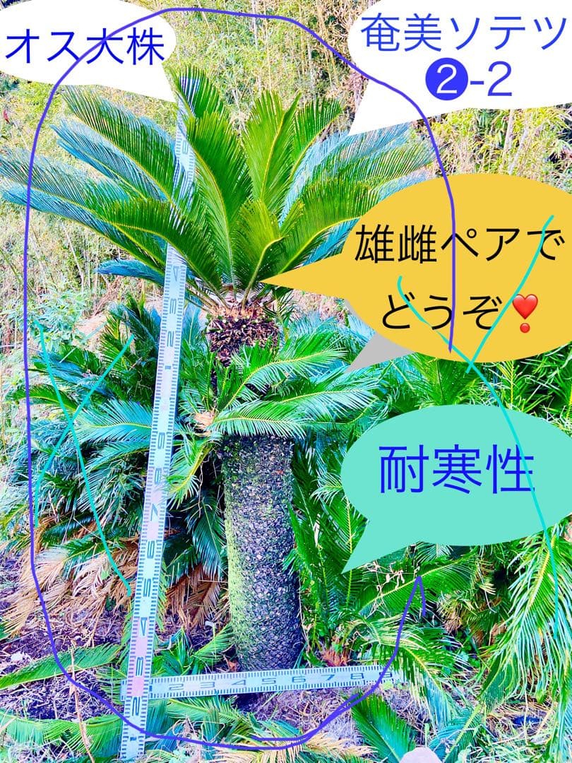 2-2奄美ソテツ オス　耐寒性　株立