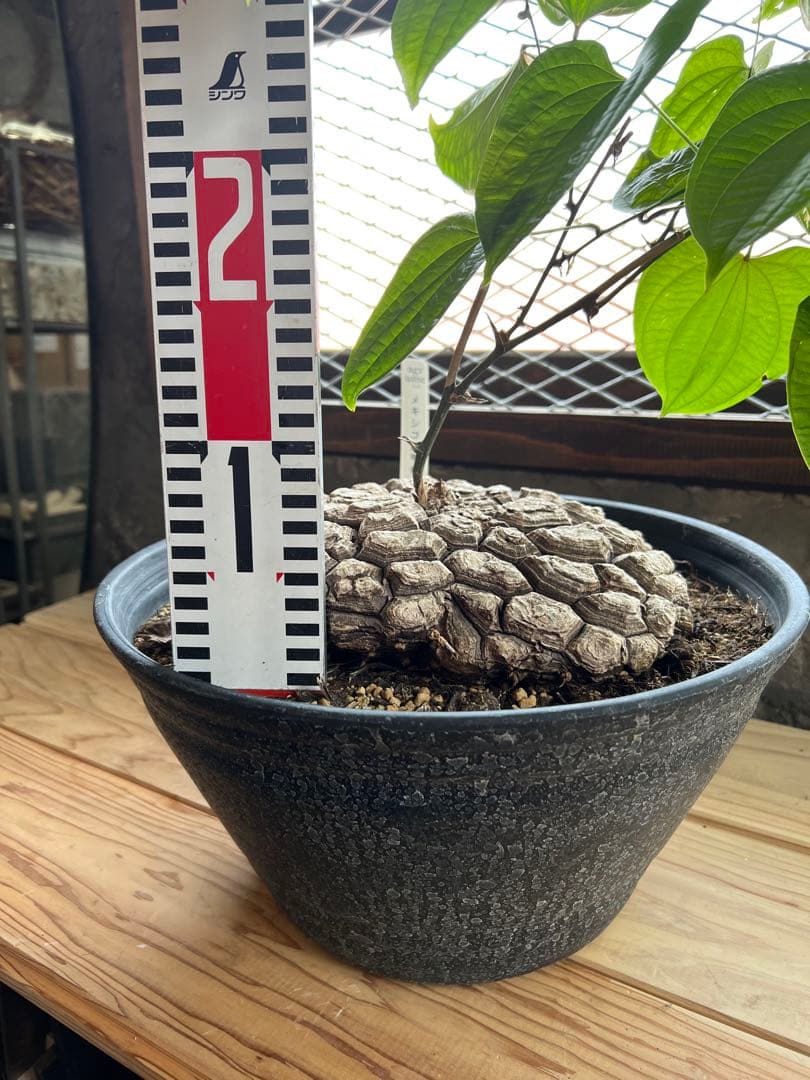 r*n様 メキシコ亀甲竜①　２０センチオーバー　特大株　セラアート丸鉢３３　現品