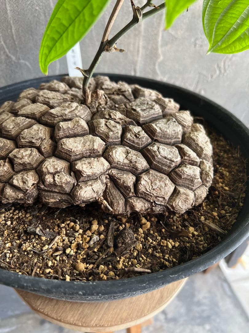 r*n様 メキシコ亀甲竜①　２０センチオーバー　特大株　セラアート丸鉢３３　現品