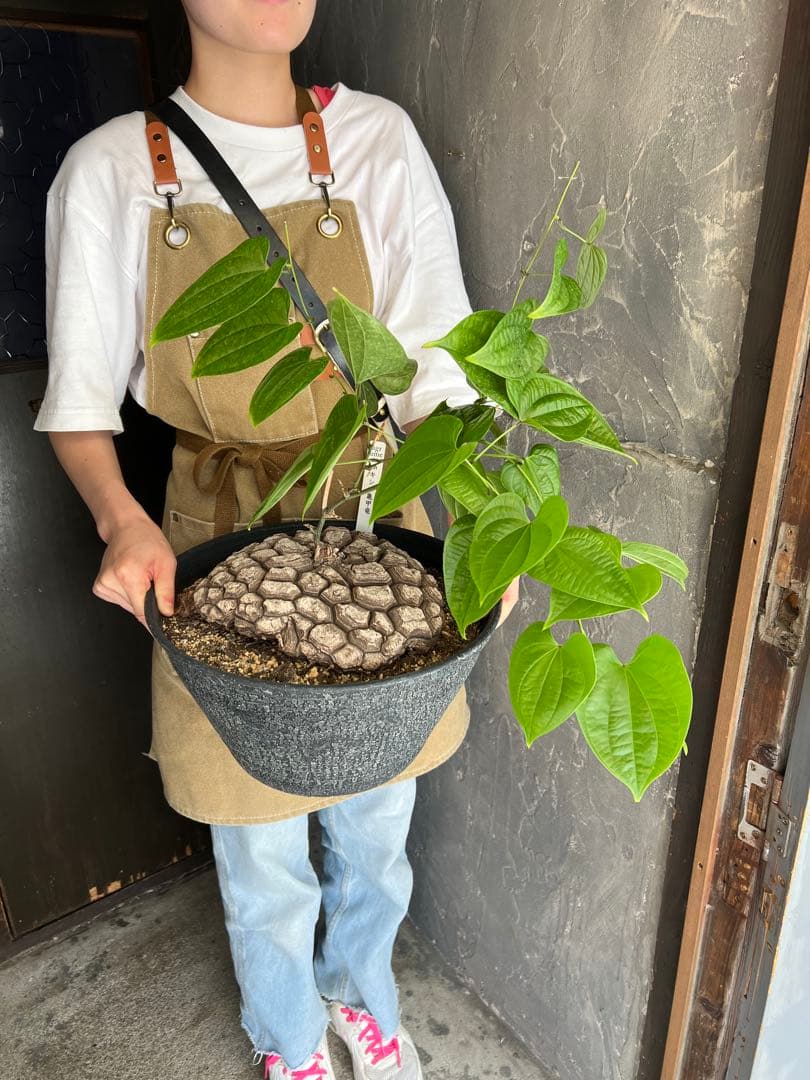 r*n様 メキシコ亀甲竜①　２０センチオーバー　特大株　セラアート丸鉢３３　現品