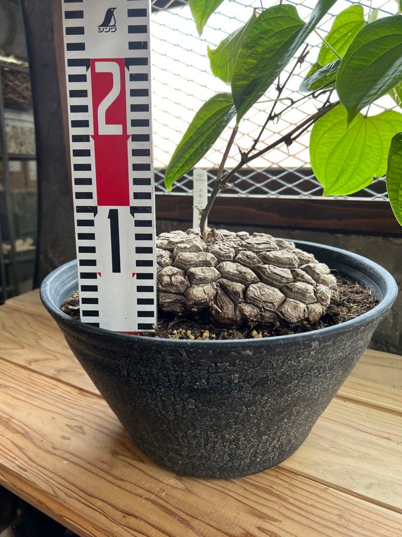 r*n様 メキシコ亀甲竜①　２０センチオーバー　特大株　セラアート丸鉢３３　現品