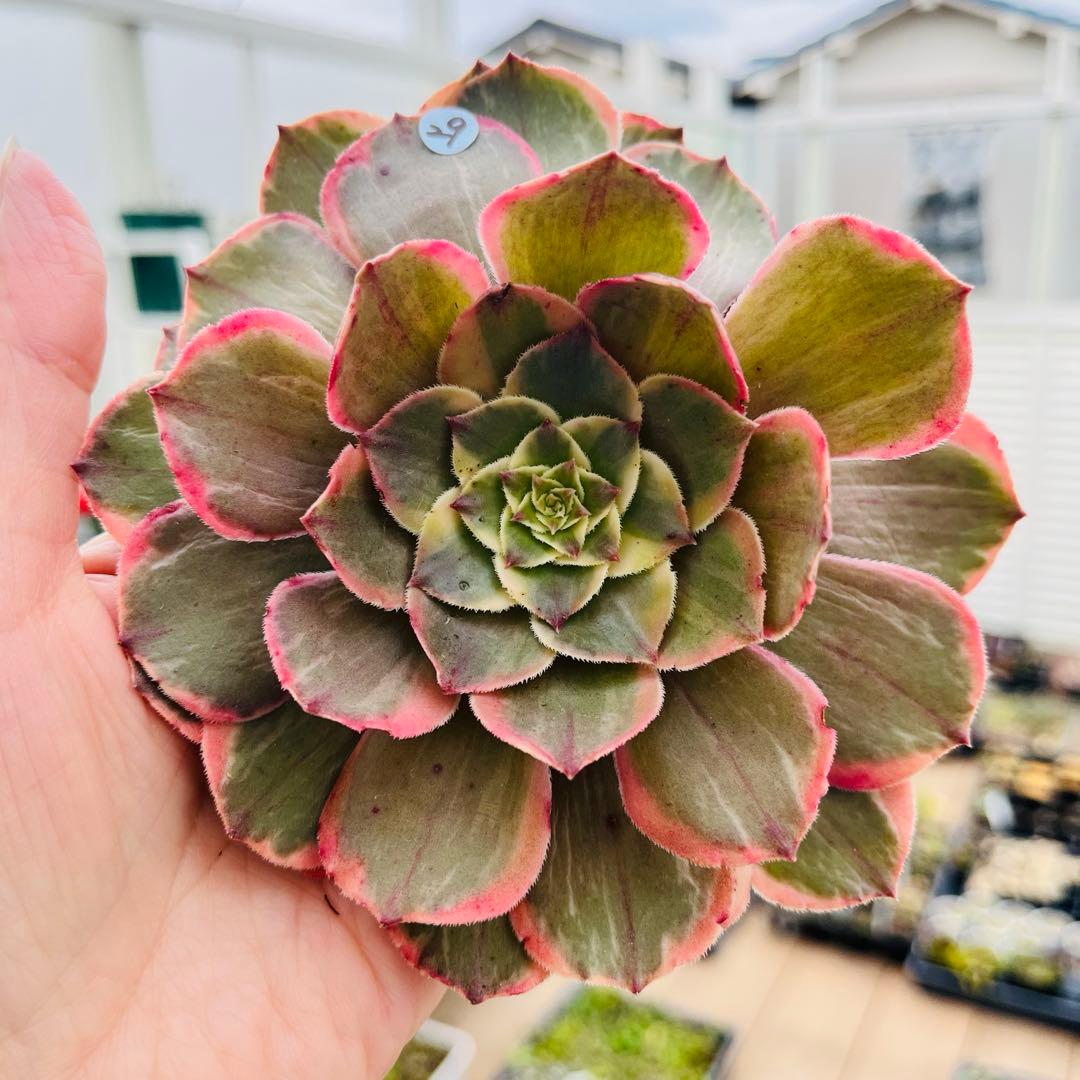 29.【現品　微根】バンクェット　茎曲がり・葉焼け・傷有り　大きい‼️ レア