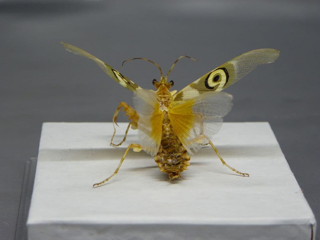 アフリカメダマカマキリ　ペア　立体標本