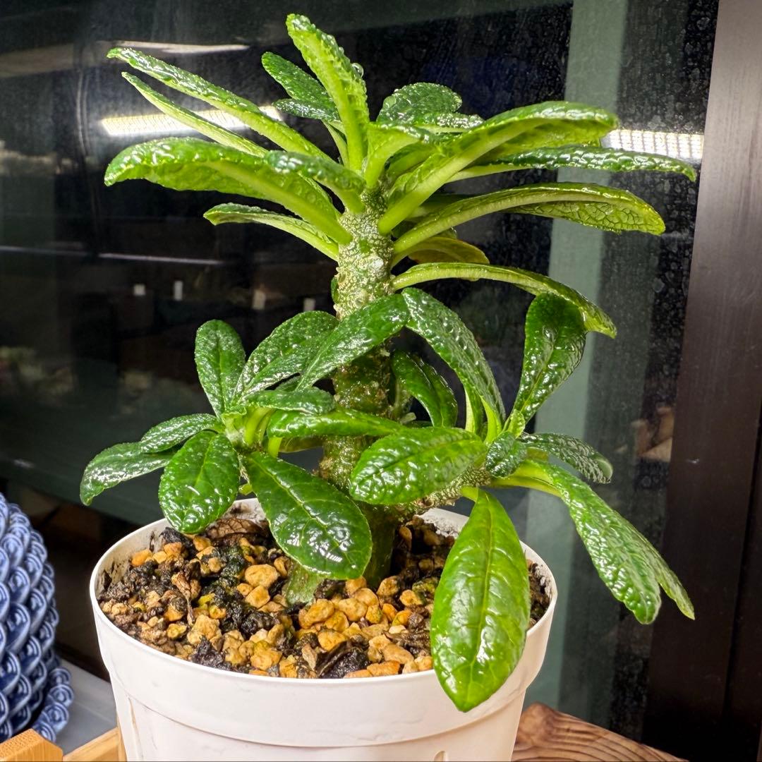 2024年8.2生まれ⭐️ドルステニアギガス実生⭐️めちゃ元気！極上美苗美品発根済