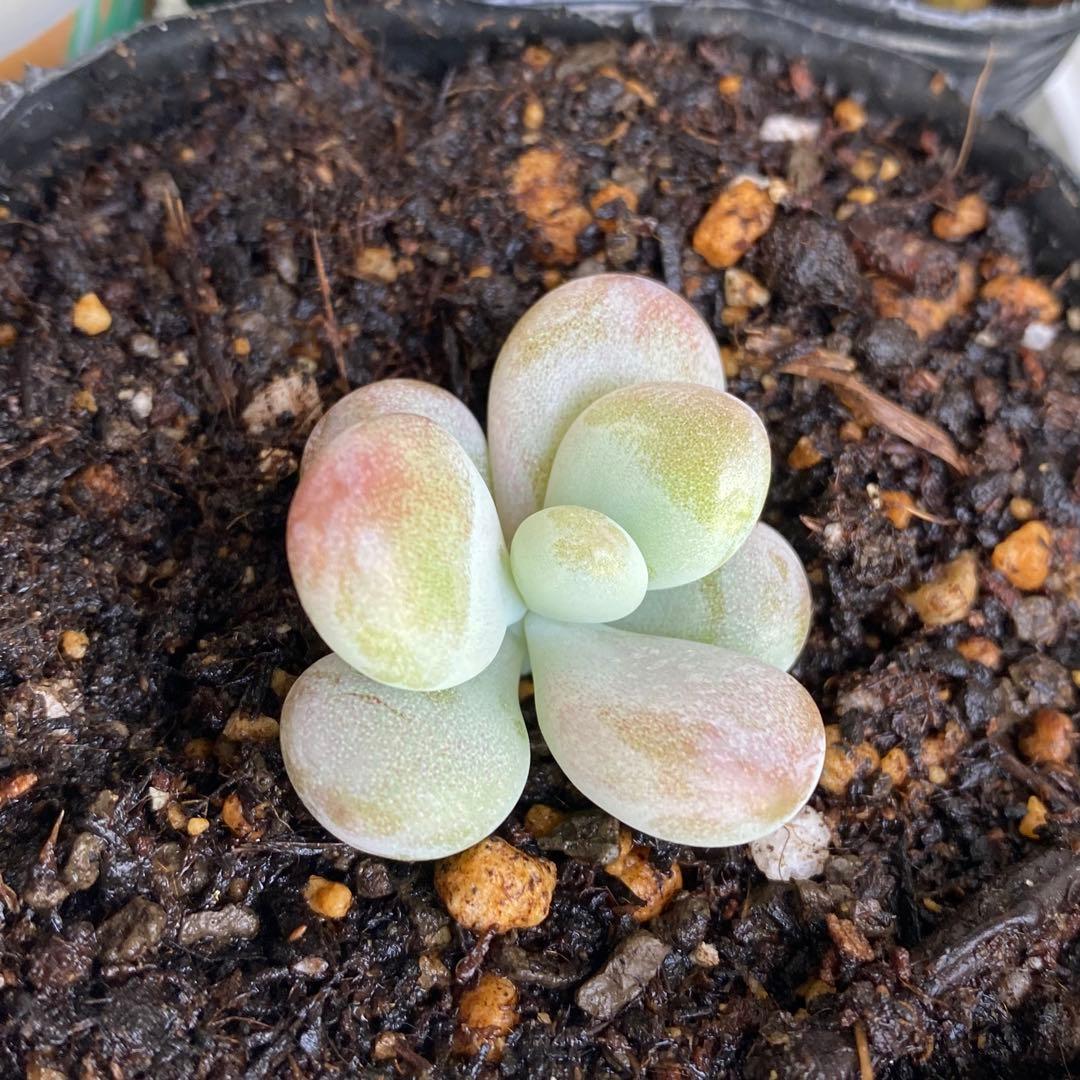 多肉植物　アメジスチヌム　カット苗1個