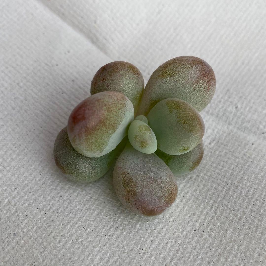 多肉植物　アメジスチヌム　カット苗1個