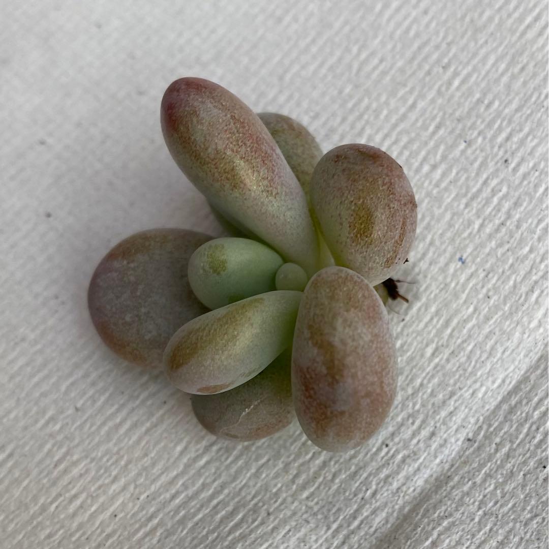 多肉植物　アメジスチヌム　カット苗1個