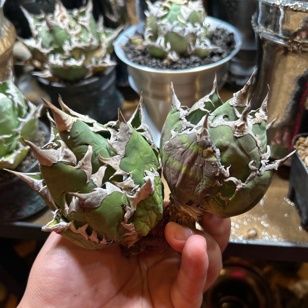 アガベ　レッドキャットウィーズル×superシーザー　ゴリ猫　地獄猫　S株特価