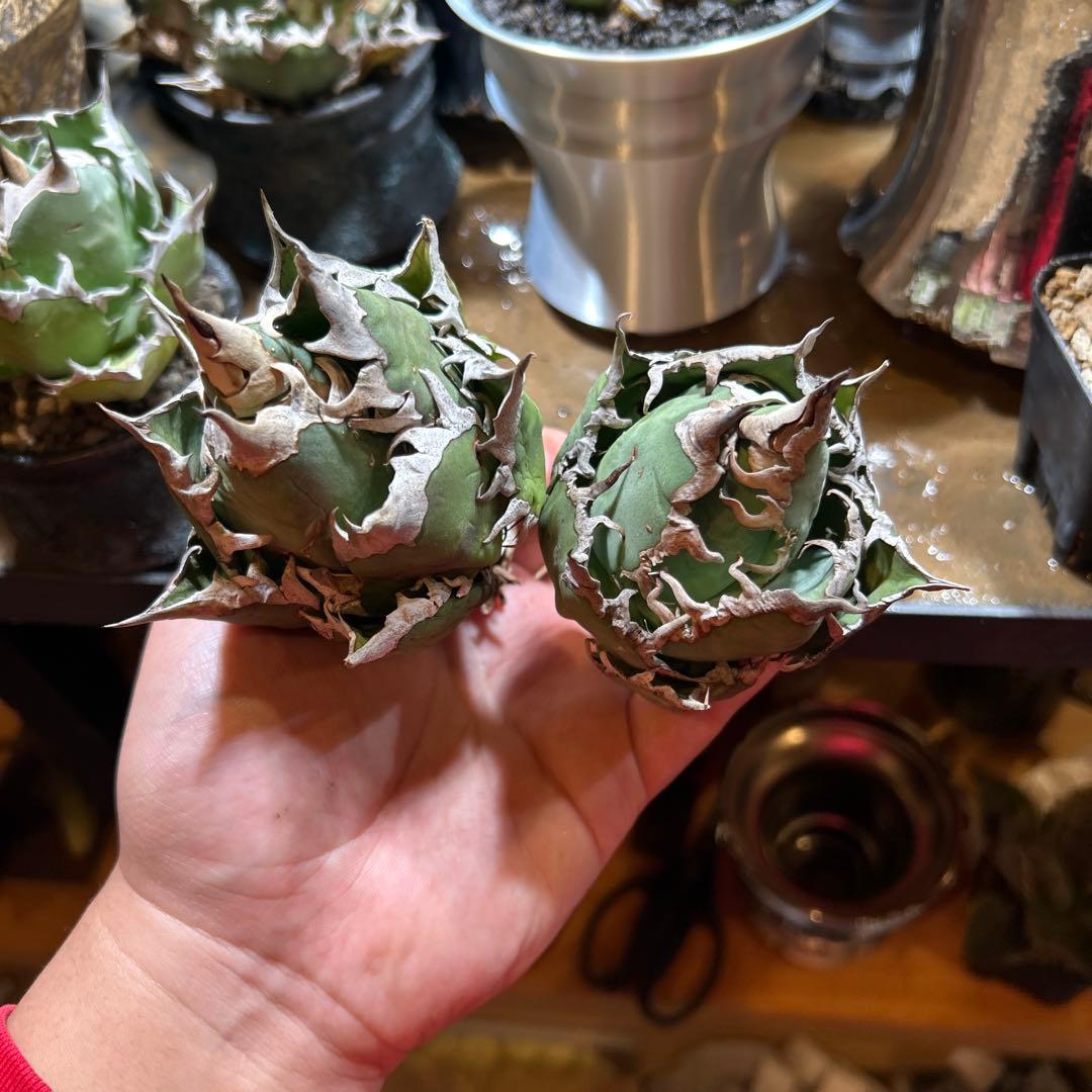 アガベ　レッドキャットウィーズル×superシーザー　ゴリ猫　地獄猫　S株特価