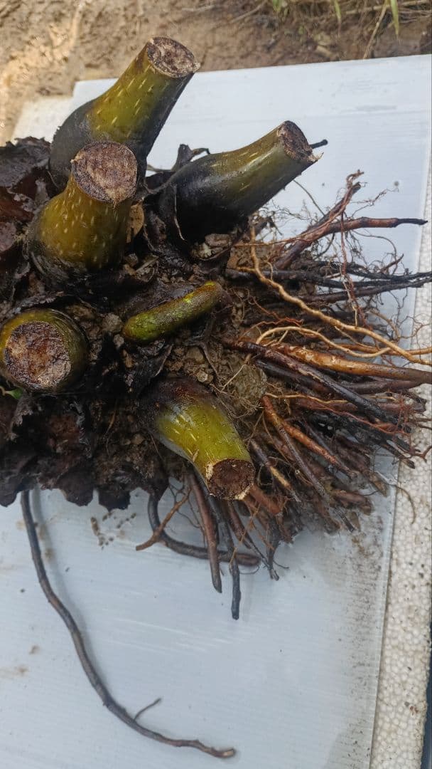 亜熱帯のシダ　リュウビンタイ　奄美大島産　巨大株