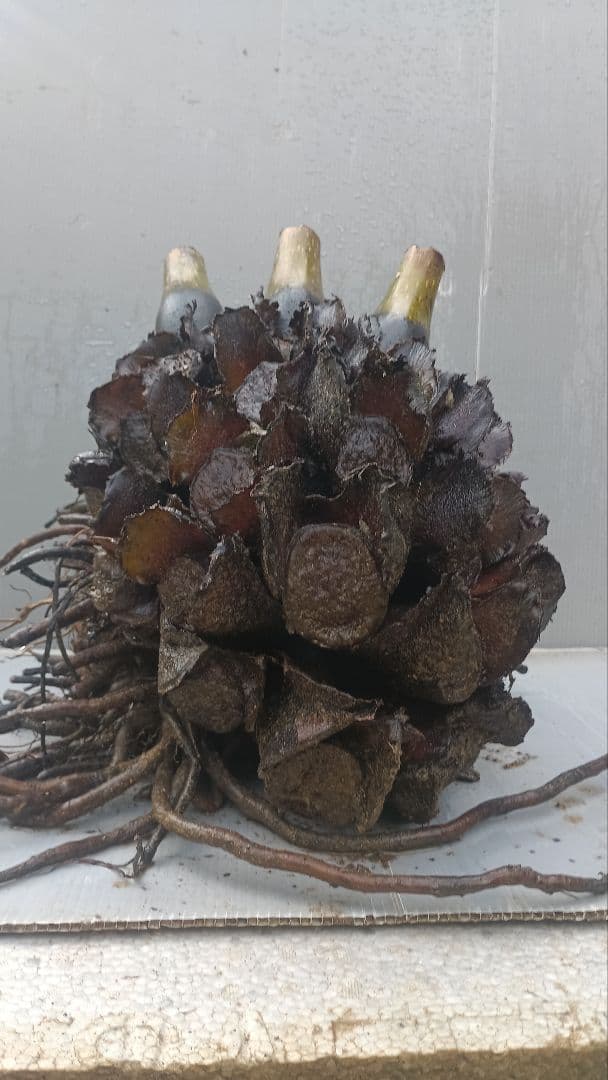 亜熱帯のシダ　リュウビンタイ　奄美大島産　巨大株