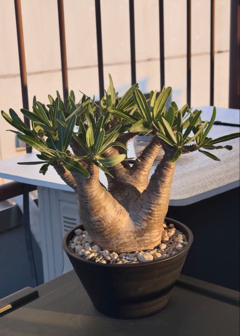 グラキリス　現地球発根株　中型 鉢ごと発送