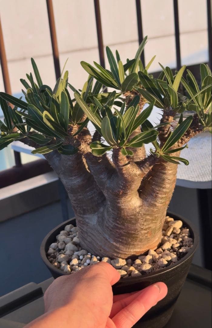 グラキリス　現地球発根株　中型 鉢ごと発送