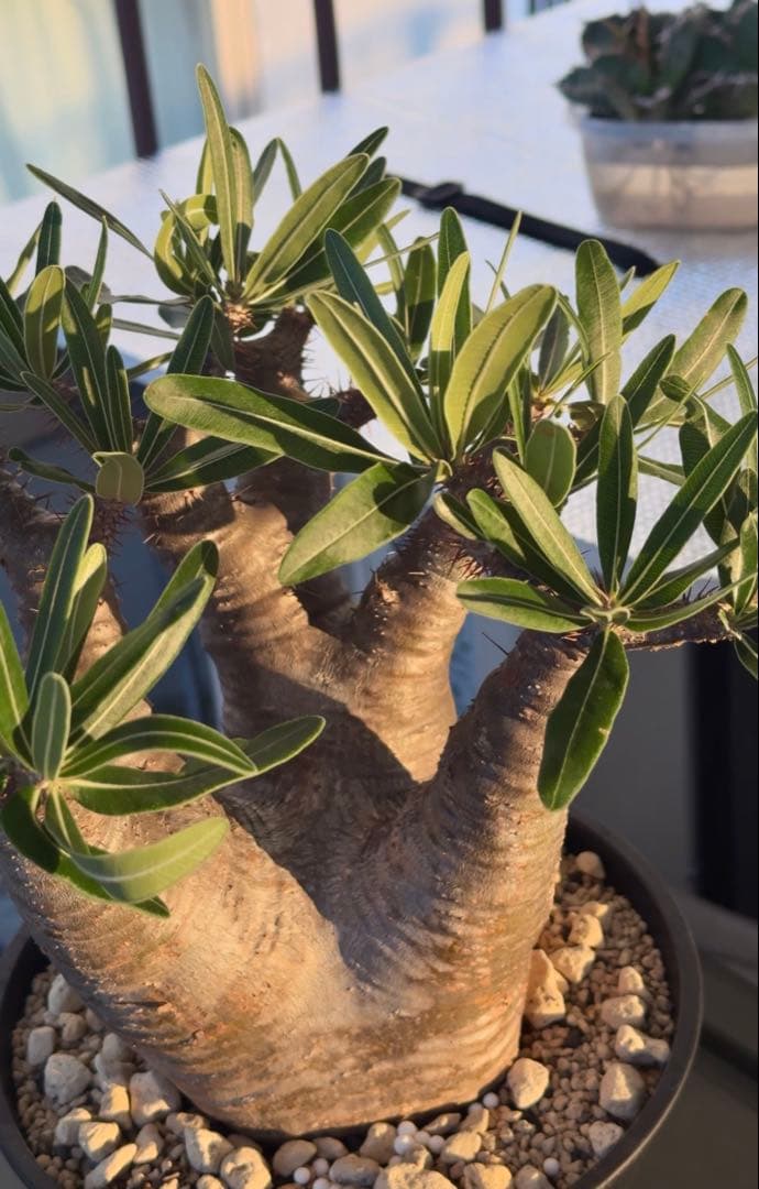 グラキリス　現地球発根株　中型 鉢ごと発送