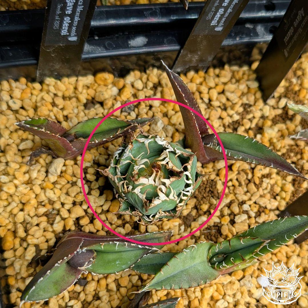 【ミクロサイズ　ボール型】Agavetitanota\