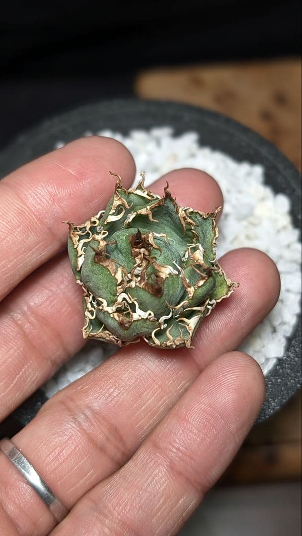 【ミクロサイズ　ボール型】Agavetitanota\"フィリグリー\"うねり強鋸歯