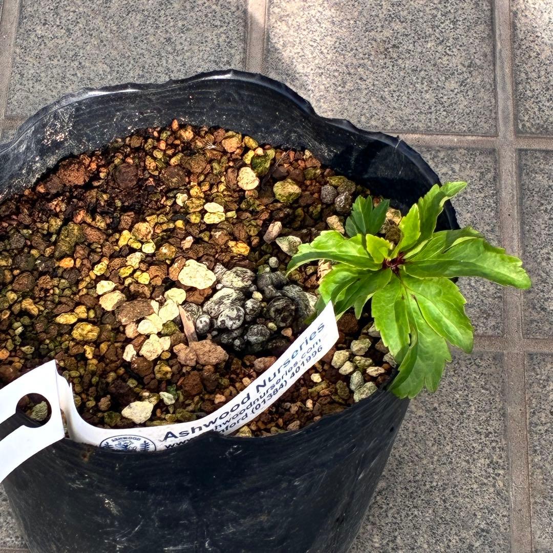 オ*ン様 ☘️超レア☘️❤️根充実❤️しっかり新芽❤️846Ash【ASHWOO