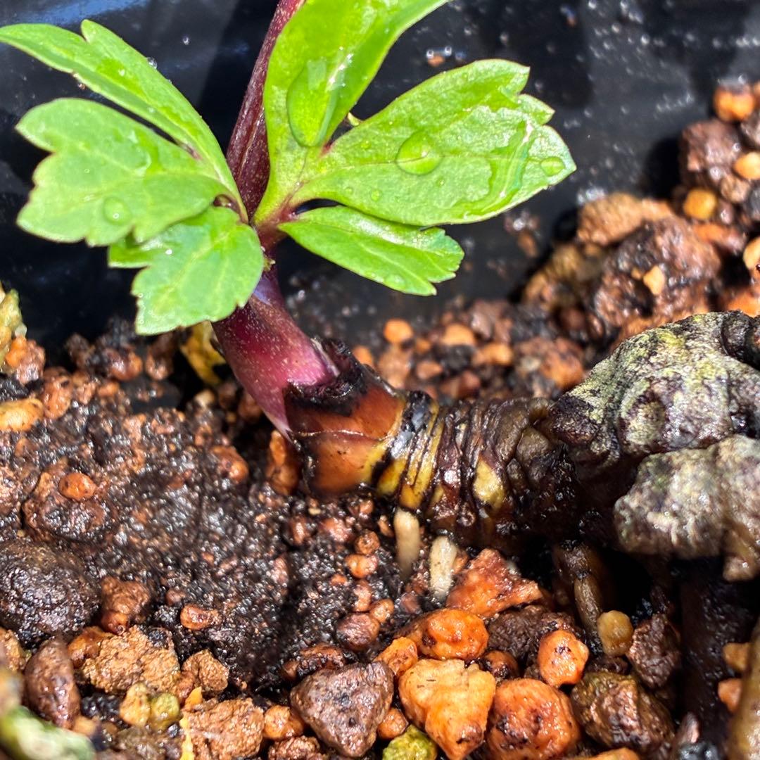 オ*ン様 ☘️超レア☘️❤️根充実❤️しっかり新芽❤️846Ash【ASHWOO