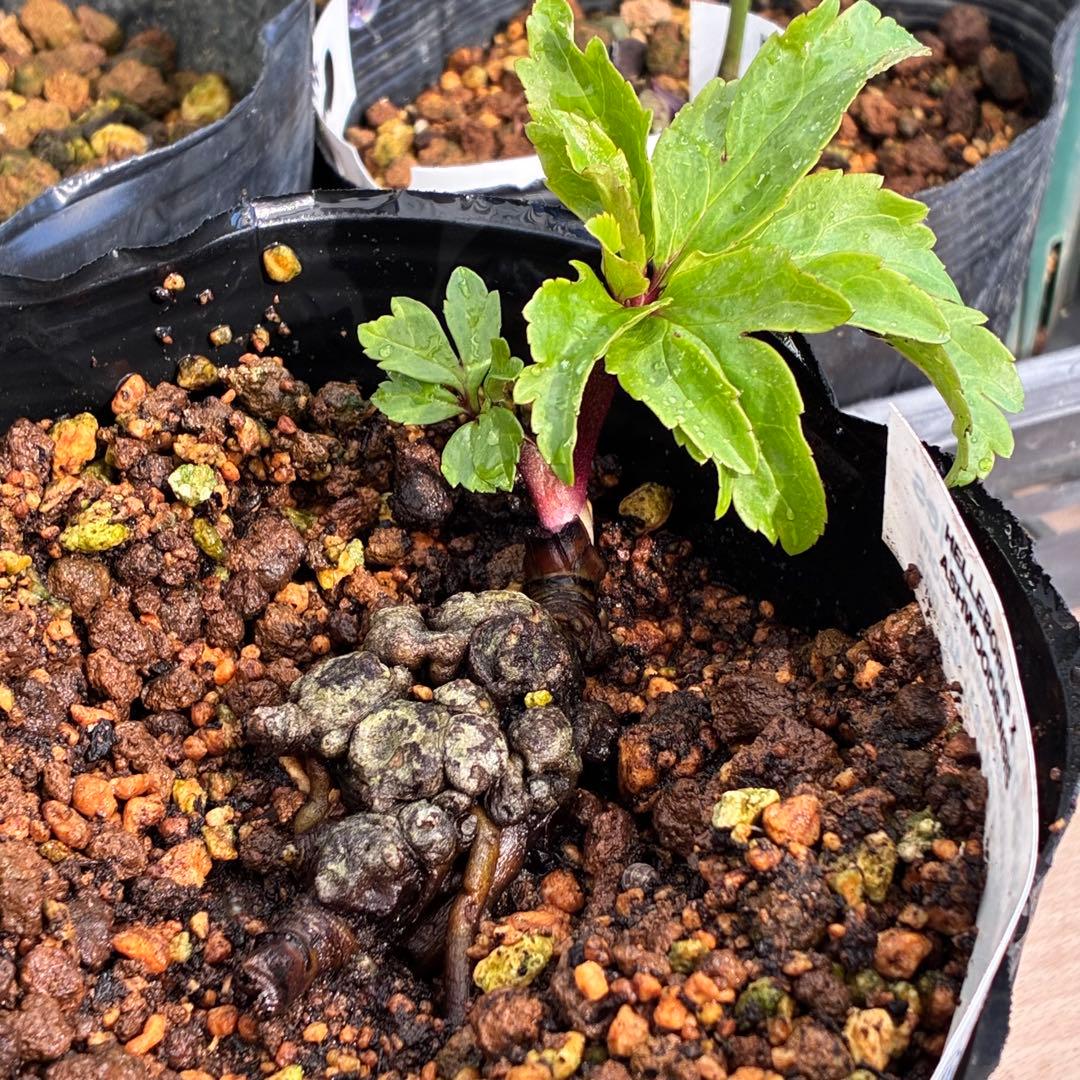 オ*ン様 ☘️超レア☘️❤️根充実❤️しっかり新芽❤️846Ash【ASHWOO