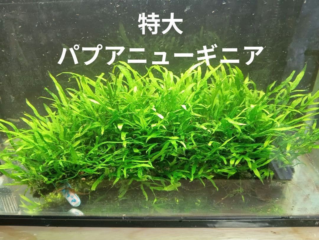 特大　ミクロソリウムsp.パプアニューギニア流木活着