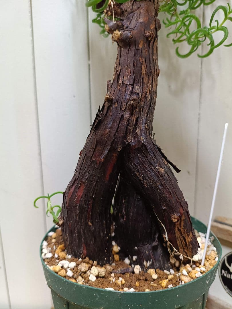 H051 超希少種発根済み メストクレマ ツベローサム 養生株